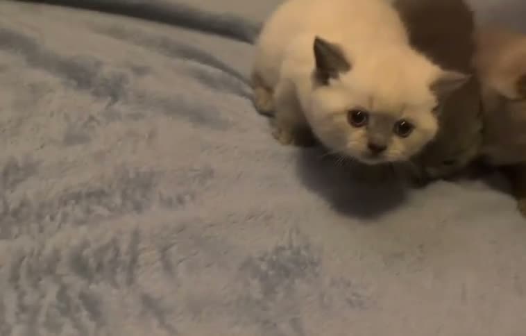 British Shorthair cats for sale: ☆☆ prestige chunky & fluffy, britsh shorthairs! ☆☆ - Video 3
