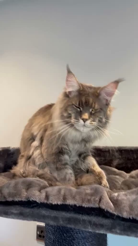 Maine Coon cats for sale: Retired Stud - Video 2
