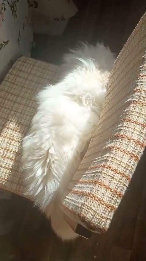 Ragdoll cats for sale: Lilac Point Ragdoll Cat - Video 1