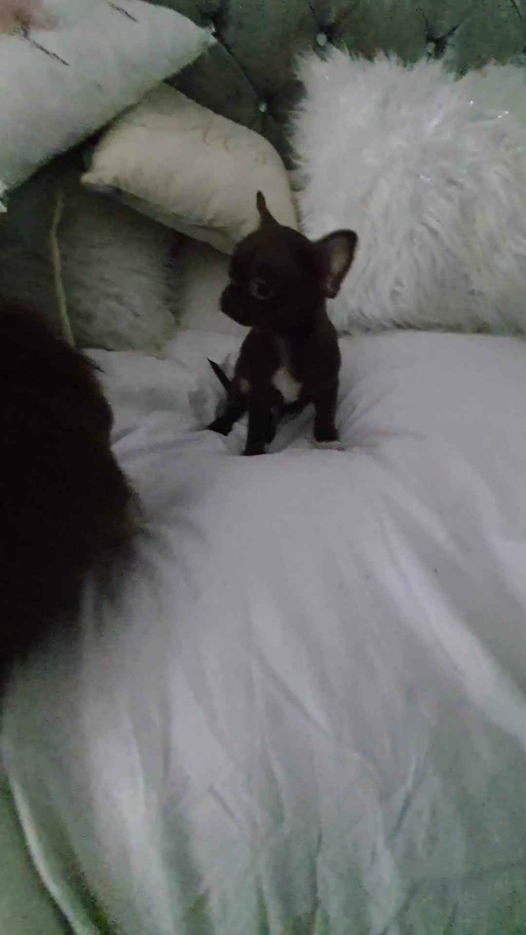 Chihuahua dogs for sale: Xx **  chihuahuas READY NOW.. - Video 1