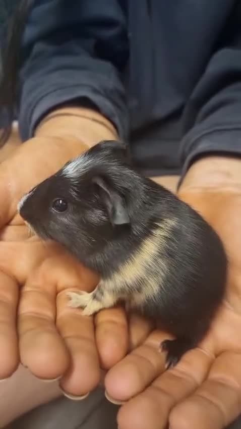 Guinea Pig rodents for sale: 2 female and 2 male Guinea pigs for sale! - Video 1