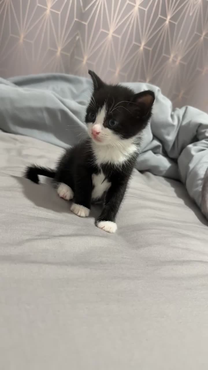 Mixed Breed cats for sale: 4 beautiful kittens  - Video 3