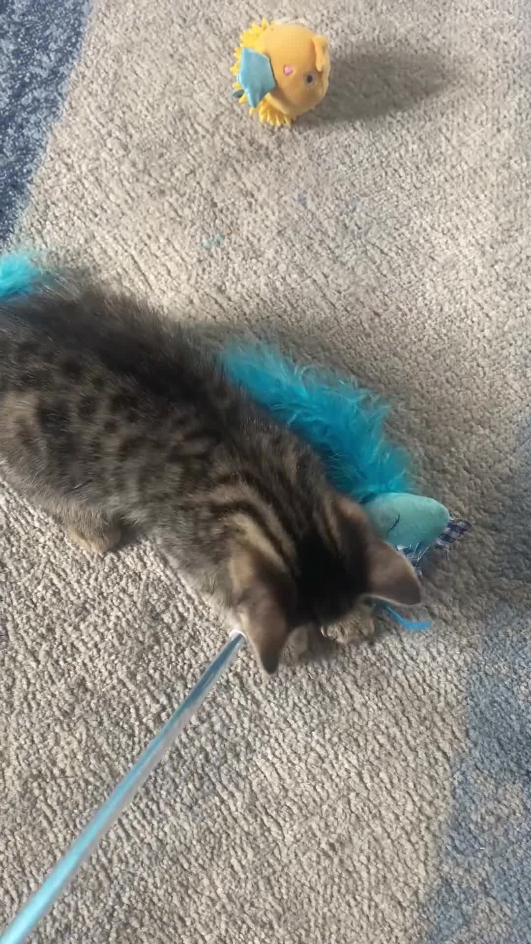 Bengal cats for sale: Gorgeous bengal kitten  in Radstock - Video 1