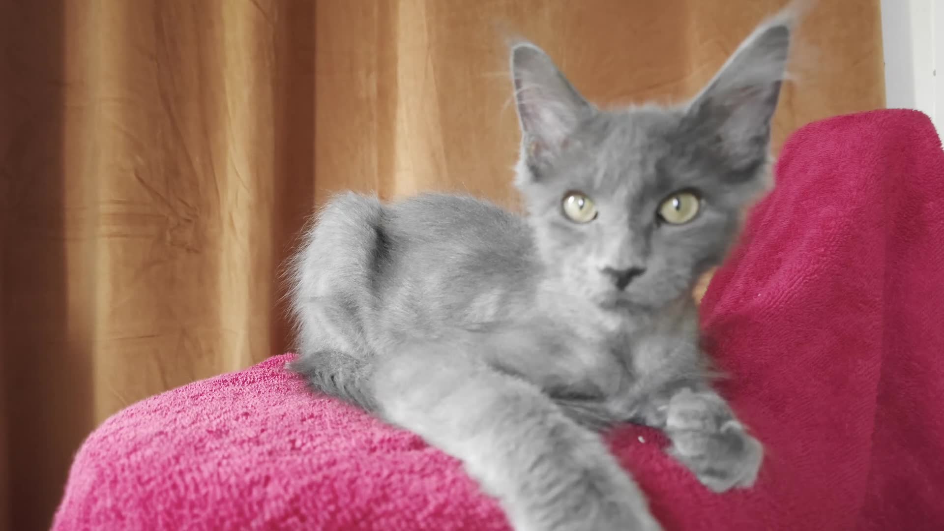 Maine Coon cats for sale: Maine Coon Kitten ready - Video 4