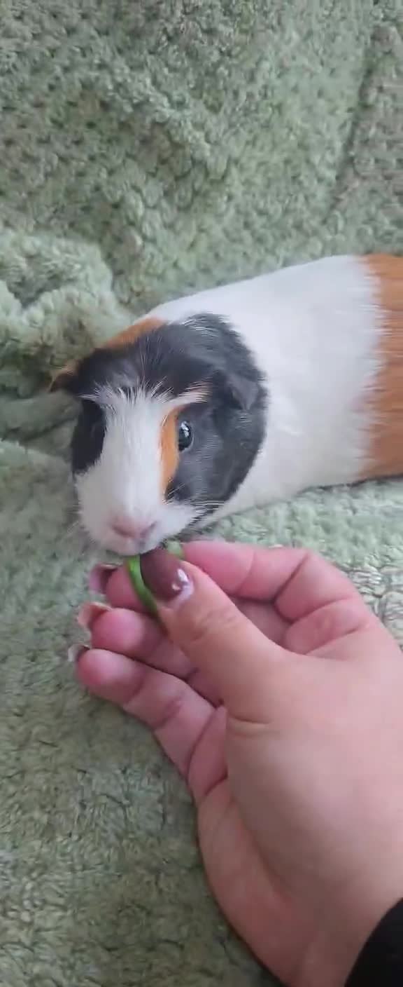 Guinea Pig rodents for sale: Two lovely sisters for rehome - Video 2