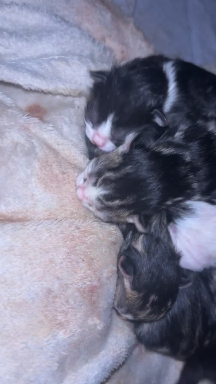 Mixed Breed cats for sale: Mainecoon mixed kittens.  - Video 1