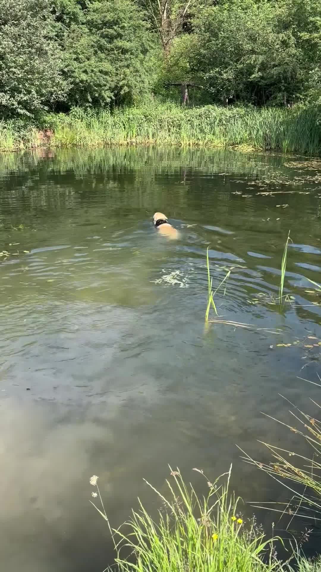 Golden Retriever dogs for sale: Golden Retriever Puppies for Sale - Video 1