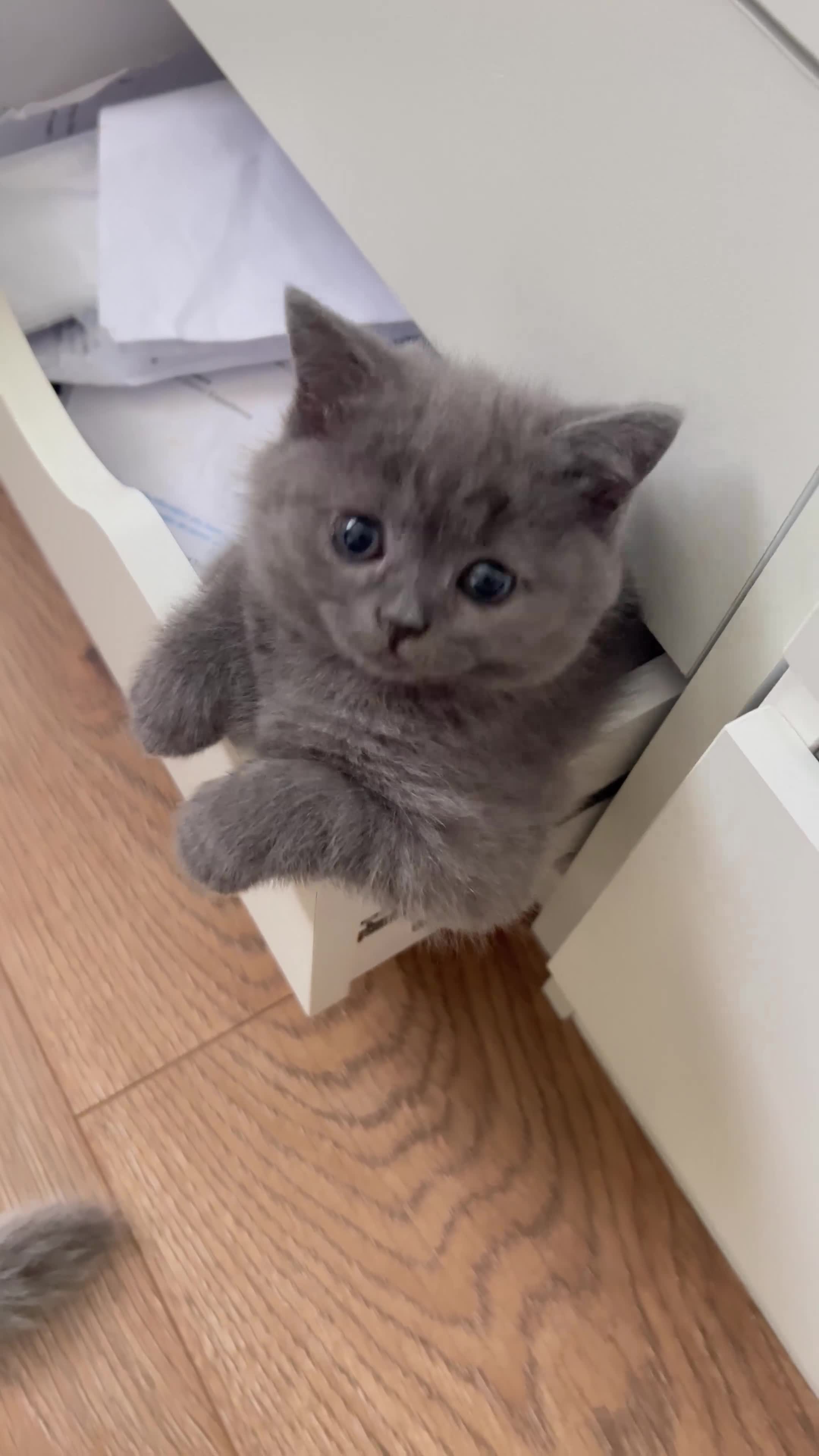 British Shorthair cats for sale: British shorthair  - Video 1