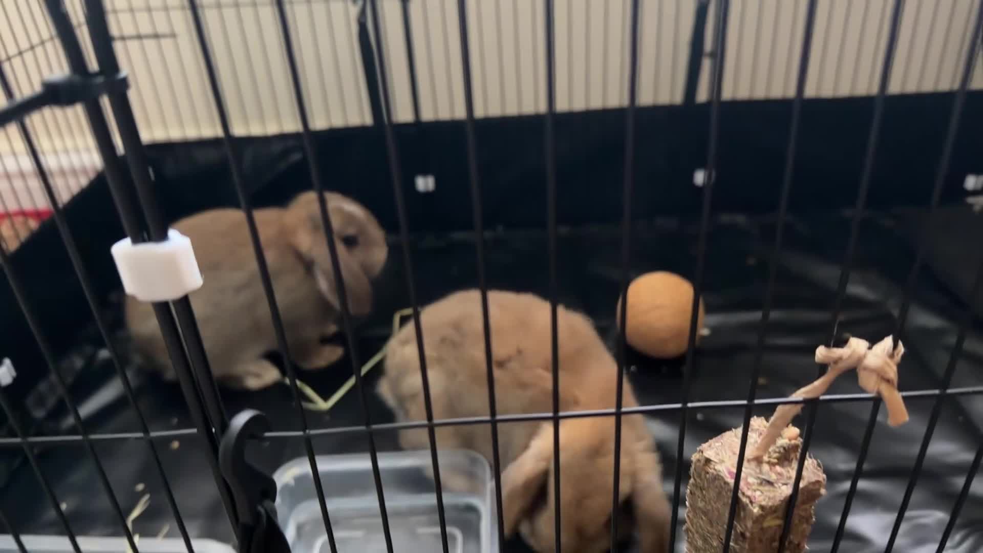 Mini Lop rabbits for sale: Bonded Pair of Lop Rabbits in Newton-le-Willows - Video 1