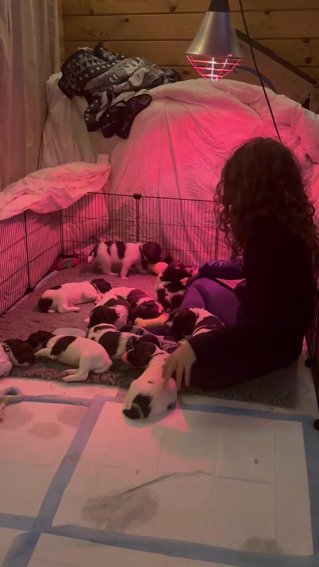 English Springer Spaniel dogs for sale: Sired by Brocklinton Bertie FTCH, docked - Video 1