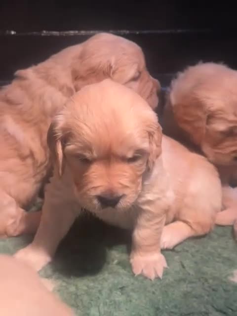 Golden Retriever dogs for sale: Golden Retriever puppies  - Video 1