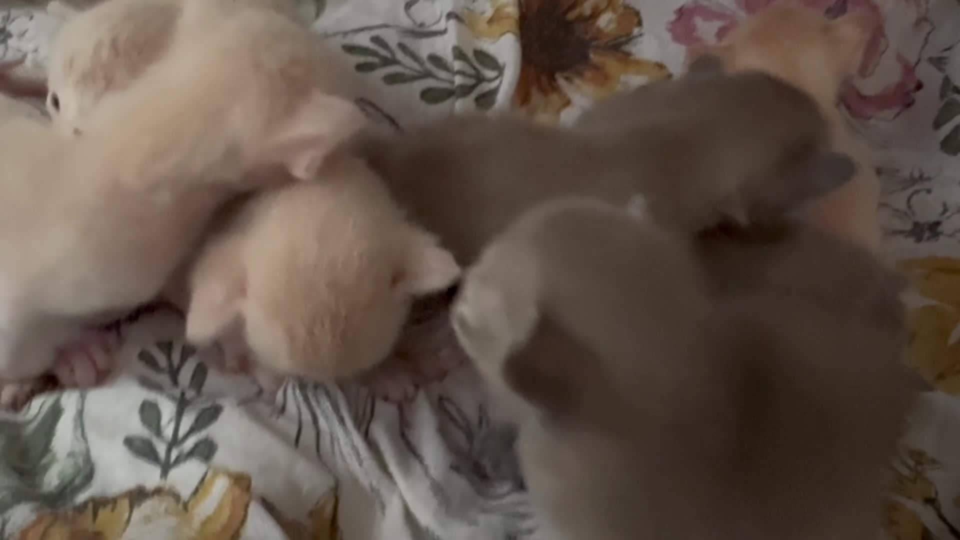Burmese cats for sale: A fantastic litter of 7 Burmese babies  - Video 1