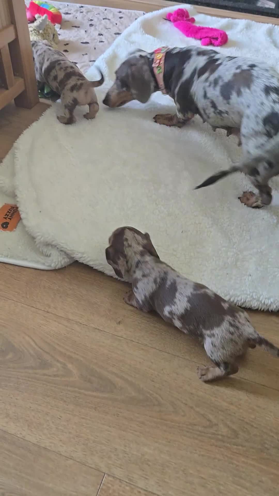 Miniature Dachshund dogs for sale: Stunning miniature dachshund puppies - Video 1