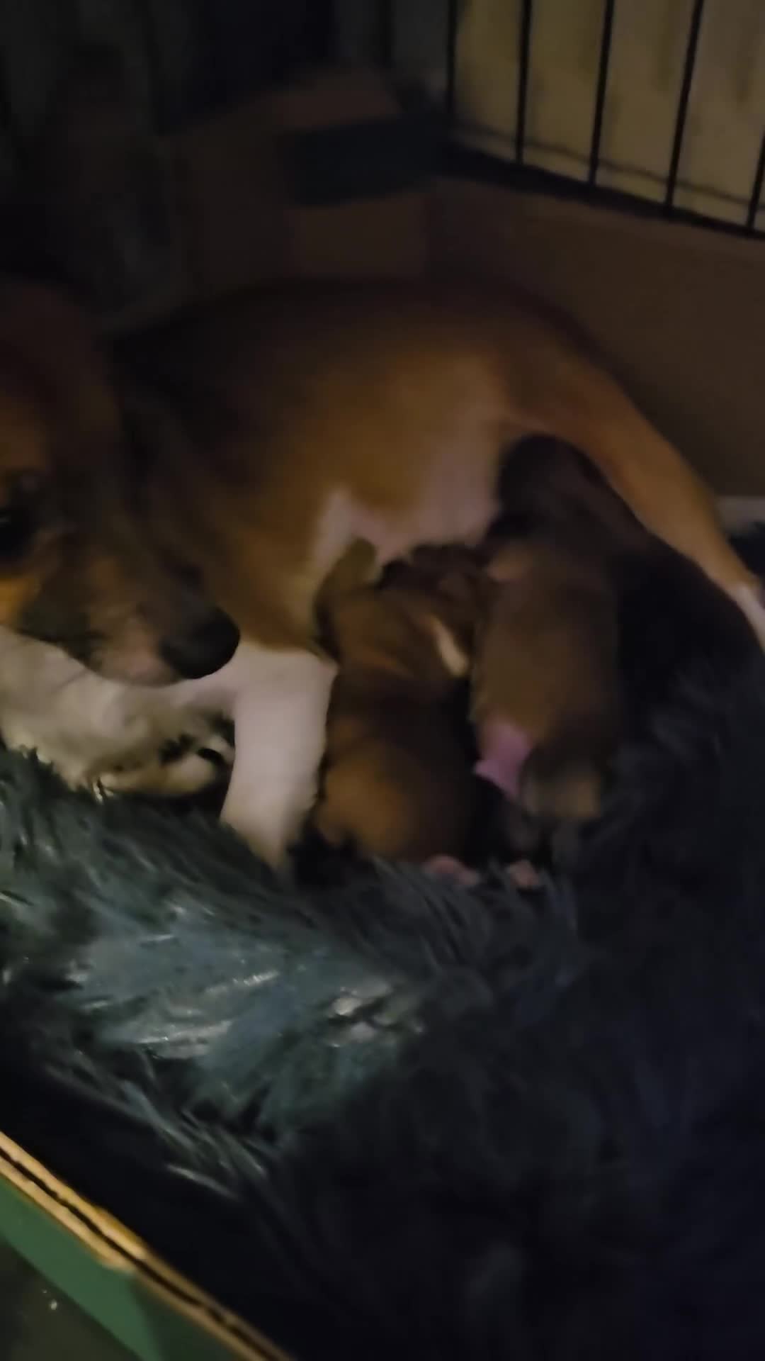 Jack Chi dogs for sale: Jack x chi pups - Video 1