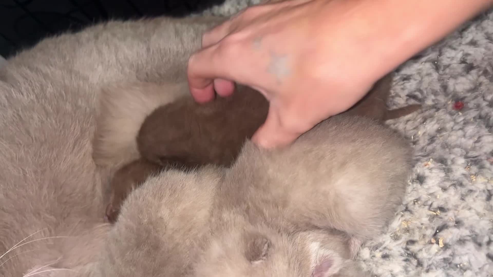 British Shorthair cats for sale: 🏆 Just 1 lilac boy left*** 🏆 - Video 2