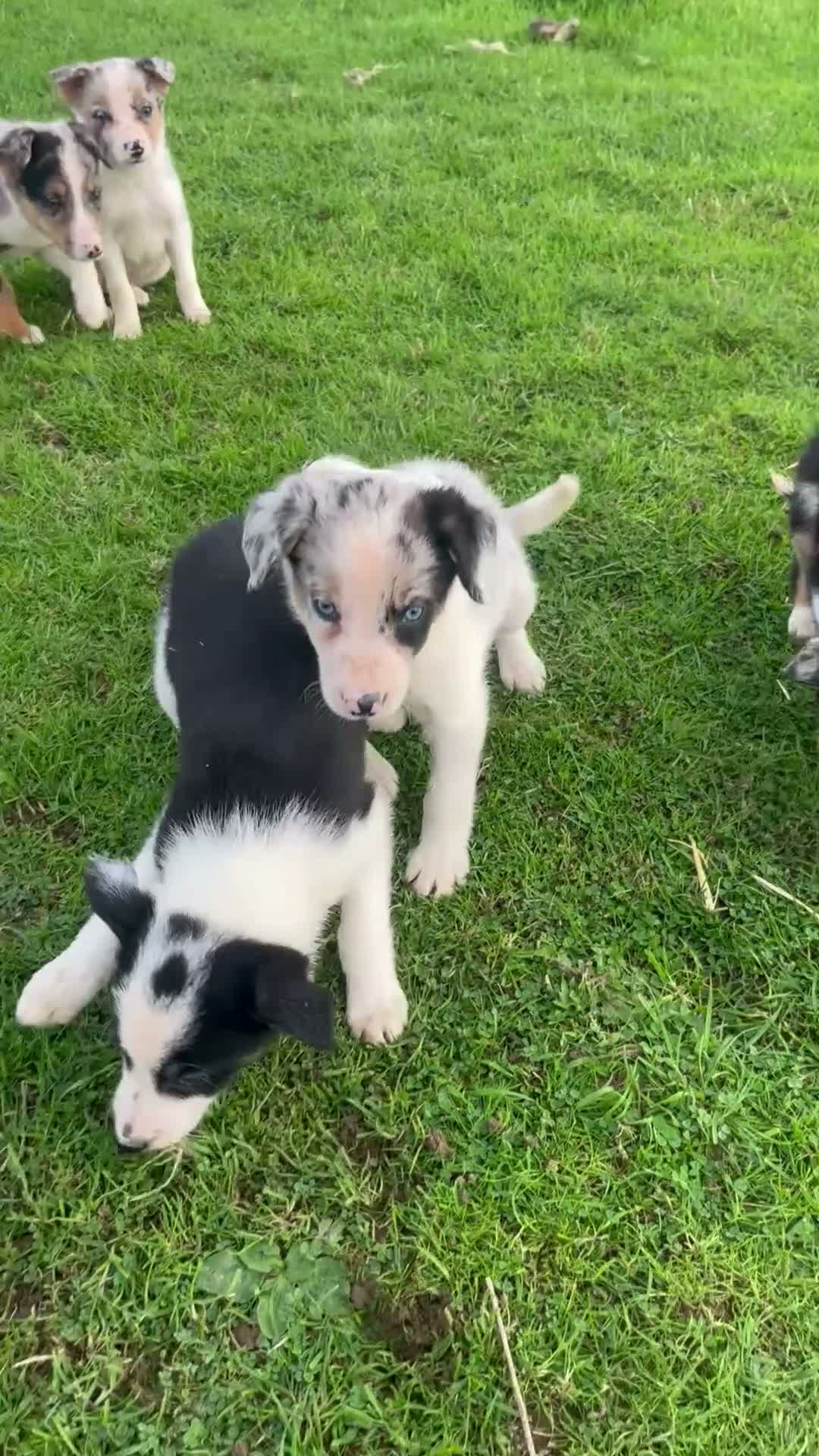 Border Collie dogs for sale: 7 beautiful border collies  - Video 2