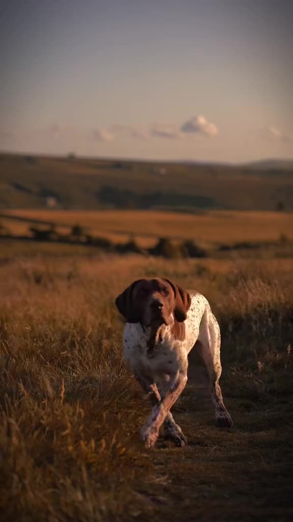 German Shorthaired Pointer dogs for stud: KC REGISTERED HEALTH CHECKED GSP STUD  - Video 1