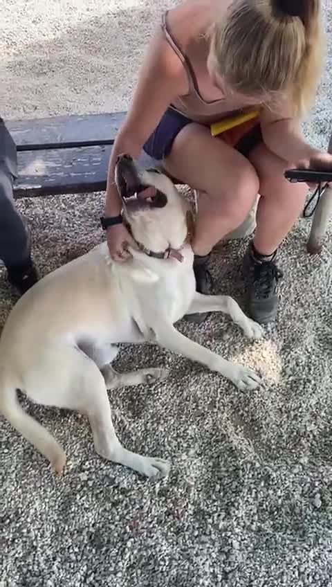 Labrador Retriever dogs for adoption: Xarkas - Seeking a special home - Video 3