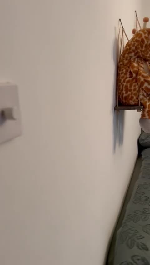 French Bulldog dogs for sale: Last beautiful boy  - Video 1