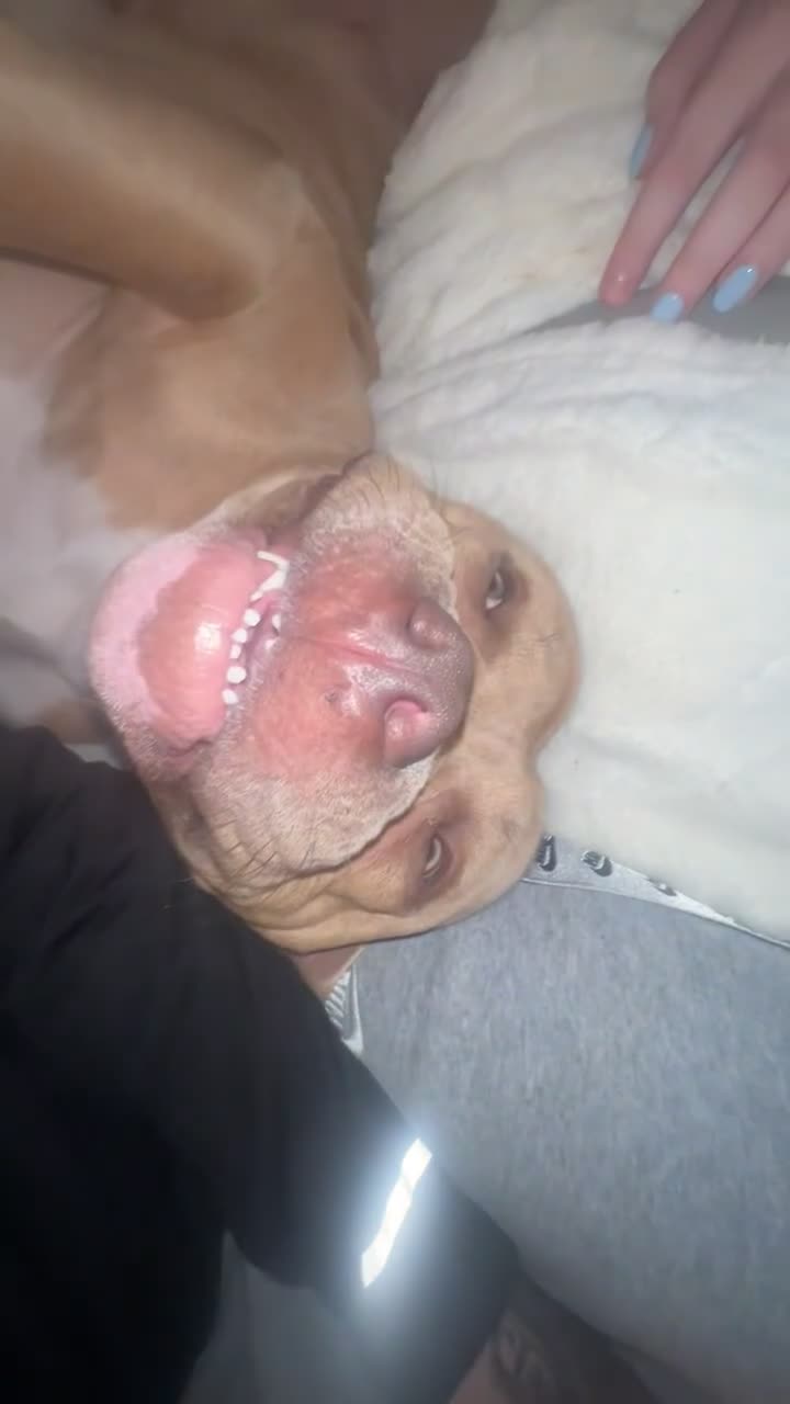 Mixed Breed dogs for sale: Bruno - American Bulldog x Staffy 1.5 years  - Video 1