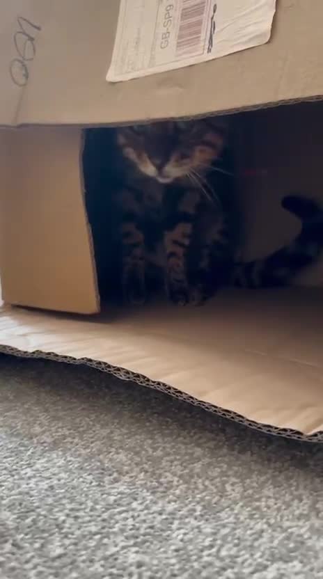 Bengal cats for sale: Beans big bengal boy - Video 1