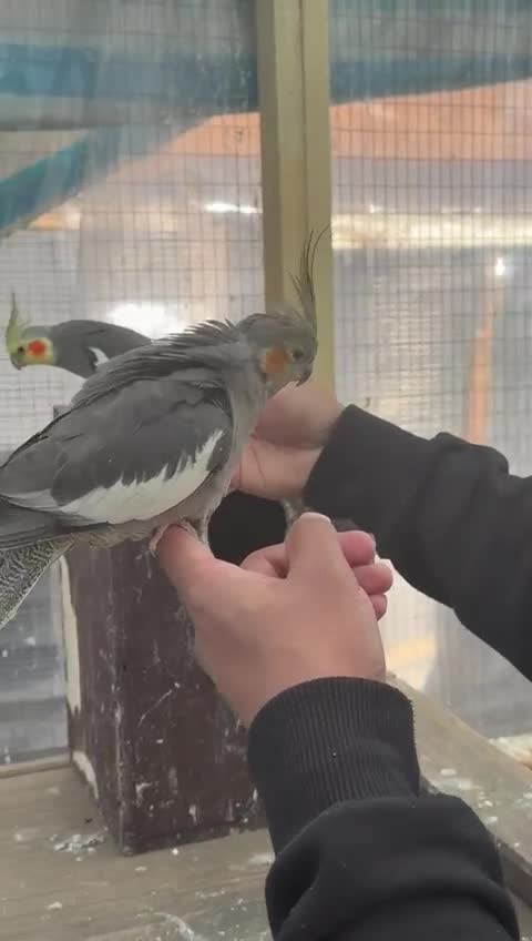 Cockatiels birds for sale: Super silly hand tamed cockatiels for sale  - Video 1