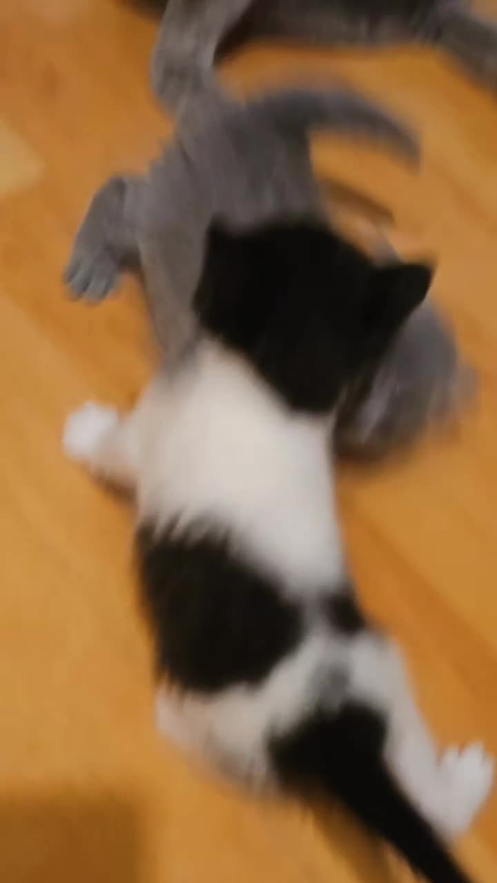 British Shorthair cats for sale: 4 cute kittens  - Video 4