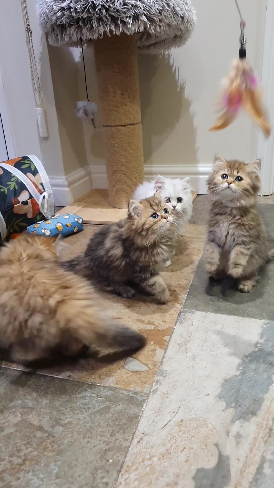 Persian cats for sale: 💖Beautiful Pedigree Chinchilla Persian Kittens.  - Video 1