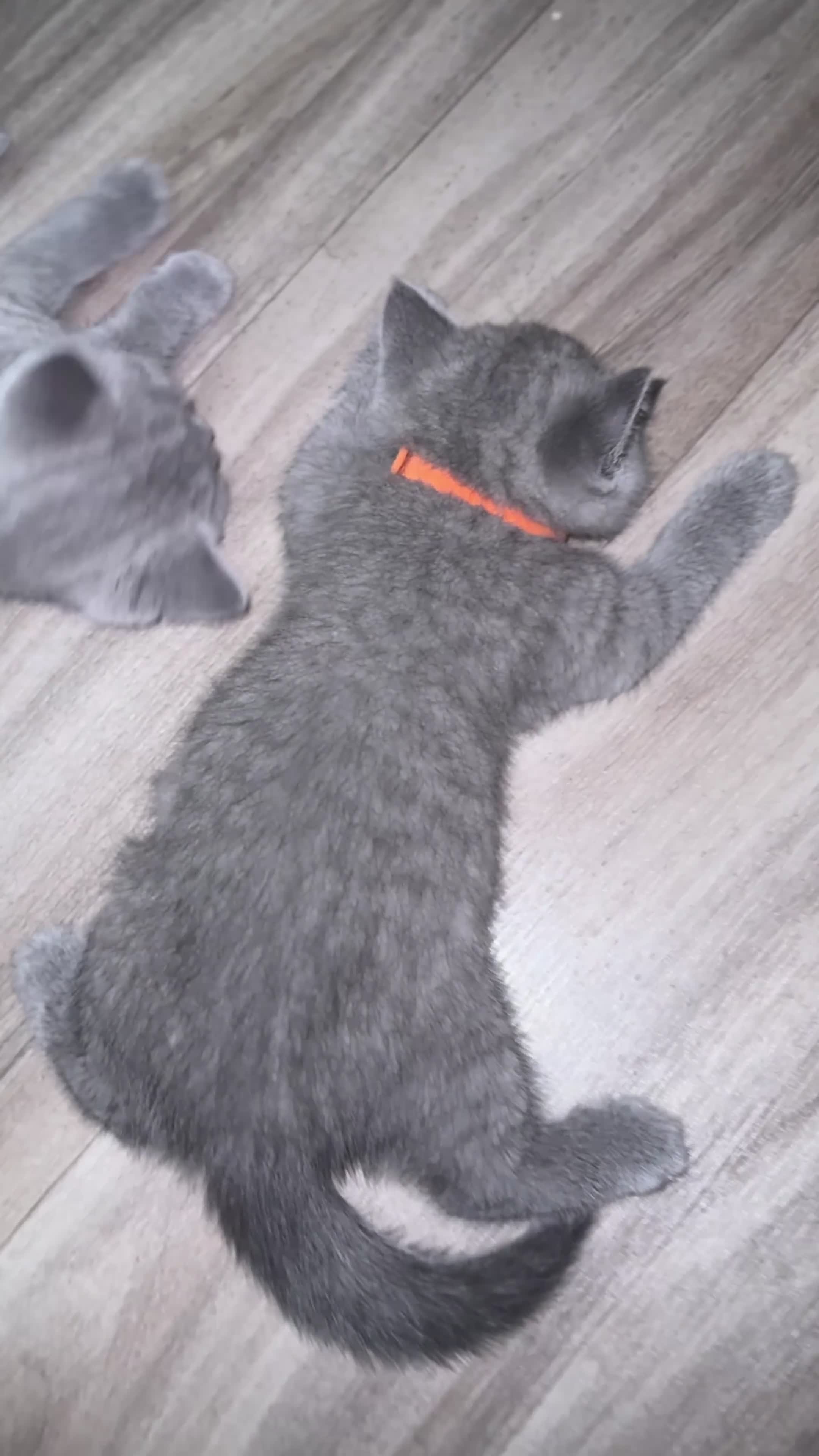 British Shorthair cats for sale: 🐾 Stunning British Shorthairs kittens (Ready Now) - Video 3