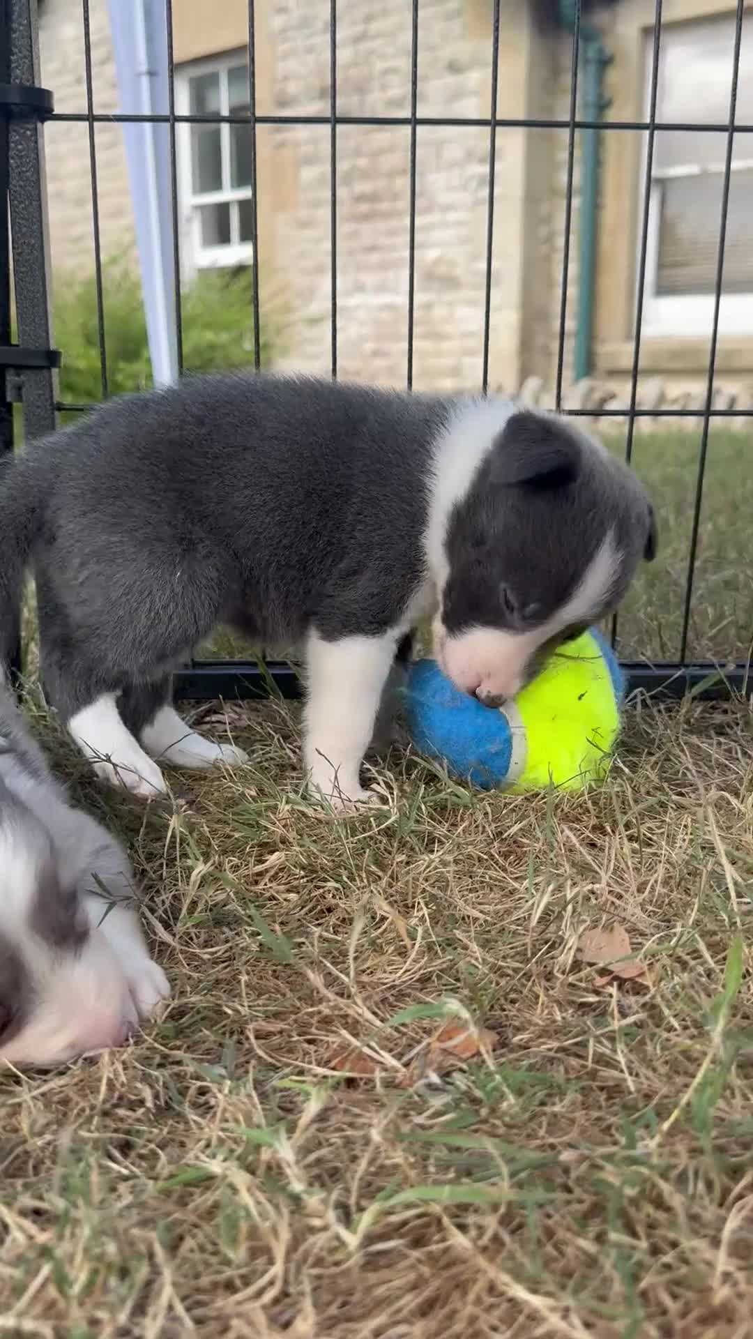 Border Collie dogs for sale: Beautiful Border Collie Puppies  - Video 1