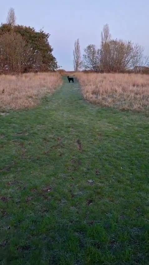 German Shepherd dogs for sale: German Shepherd KC Registered - Video 1