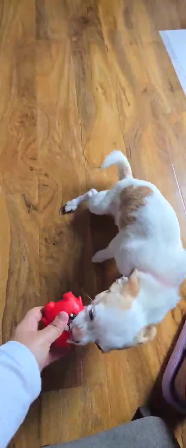 Chihuahua dogs for sale: Selling chihuahua  - Video 1