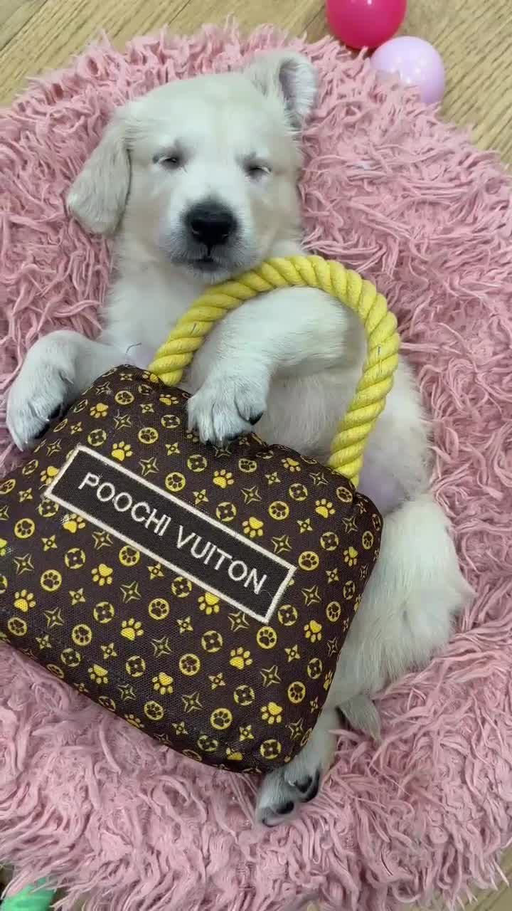 Golden Retriever dogs for sale: Beautiful Golden Retriever Puppies - Video 1