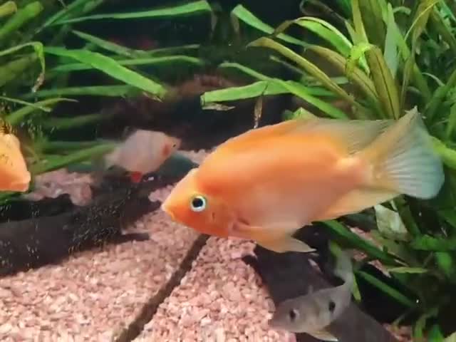 Other/Mixed Breed fish for sale: Orange Parrot Cichlid (Parrot Fish) - Video 2