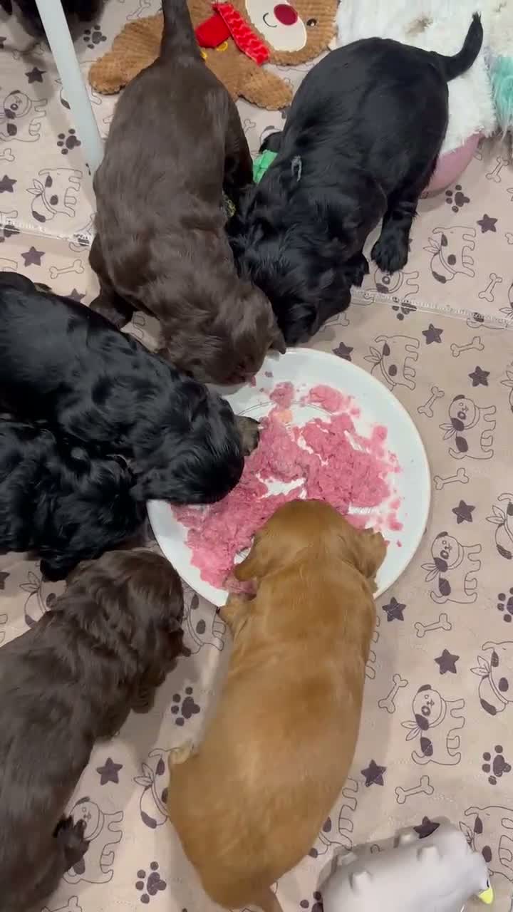 Cocker Spaniel dogs for sale: Working cocker spaniel puppies for sale - Video 2