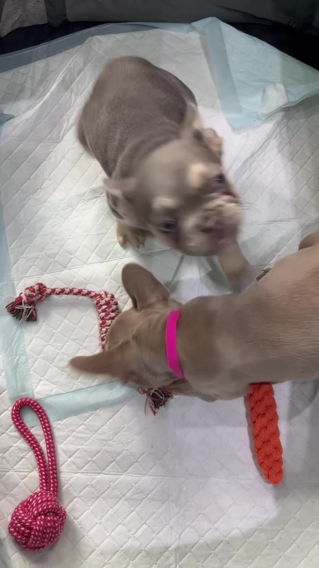 French Bulldog dogs for sale: French Bull Dog Puppies! - Video 1