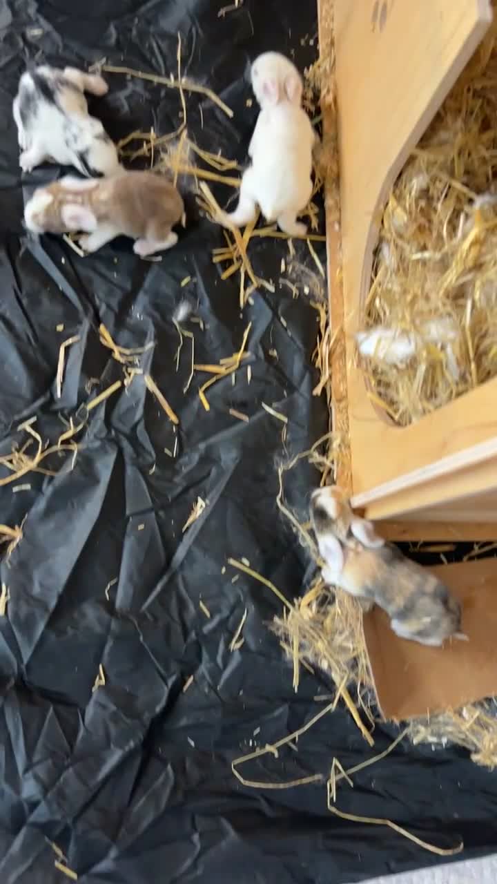 French Lop rabbits for sale: Beautiful French-mini lops - Video 2
