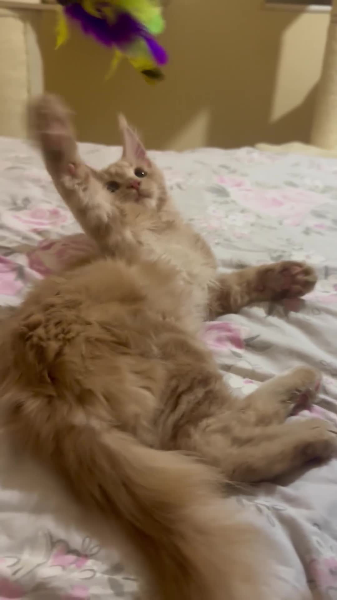 Maine Coon cats for sale: Last Ginger Boy Pure Mainecoon! - Video 4