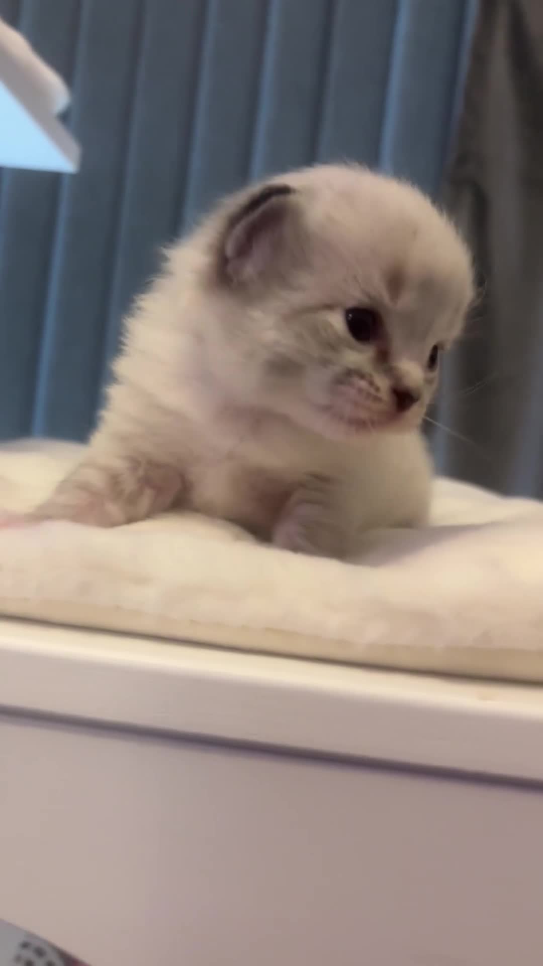 Ragdoll cats for sale: Gorgeous pedigree Ragdoll kittens  - Video 2