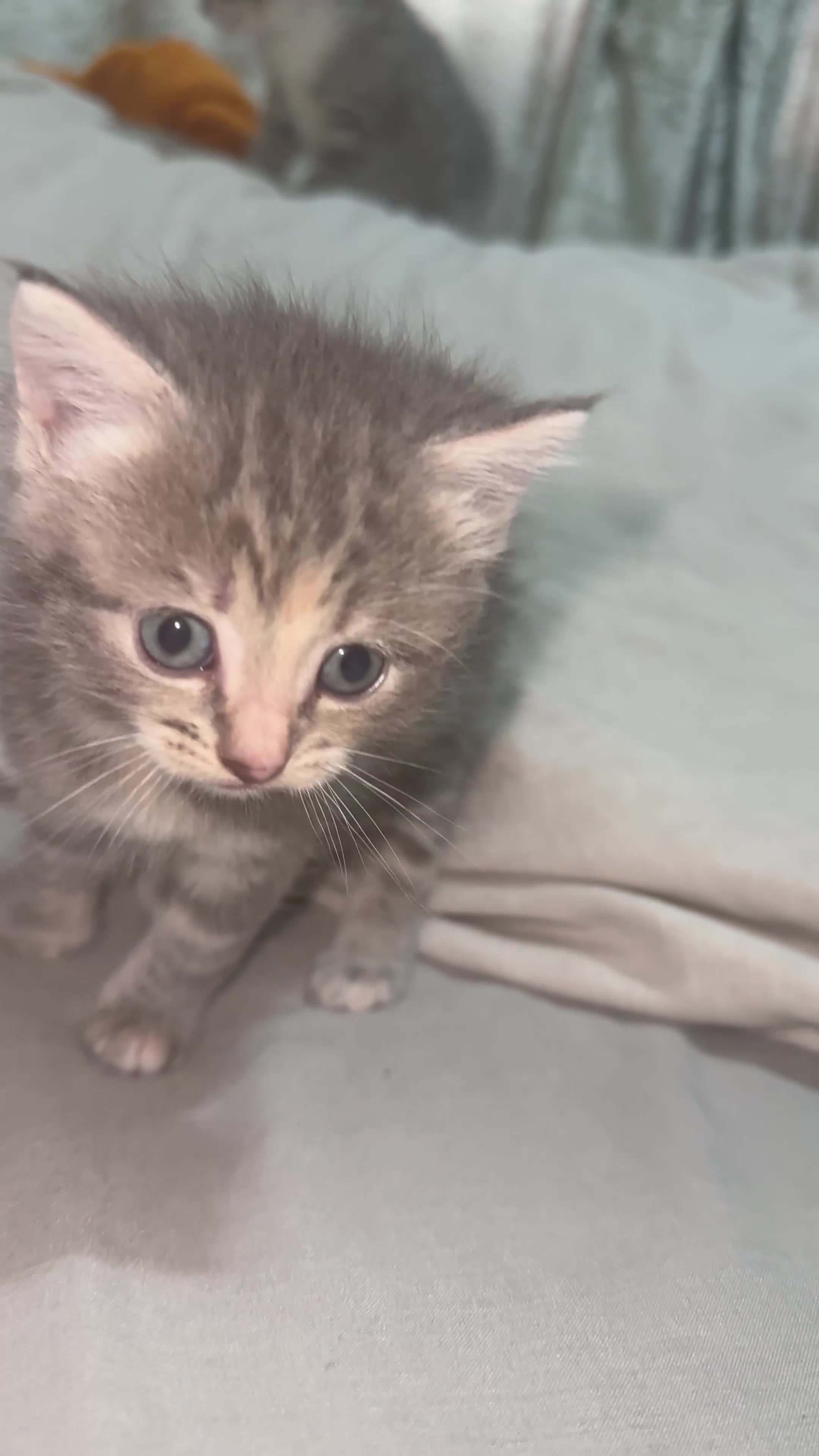 Mixed Breed cats for sale: 3 Beautiful Kittens Needing A Home - Video 2