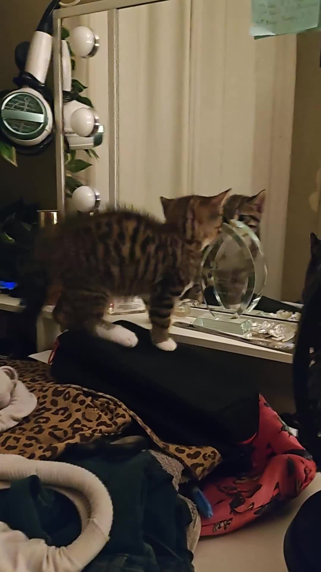 Mixed Breed cats for sale: Tabby torty cross in Derby - Video 1