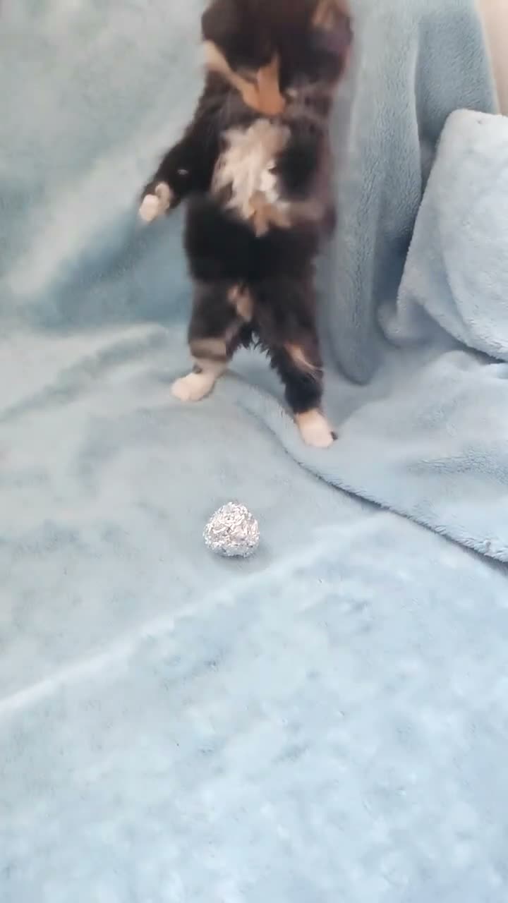 Mixed Breed cats for sale: Beautiful Kittens Videos in Barnsley - Video 3