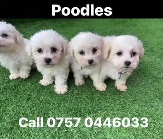 Poodle dogs for sale: Poodles pups for forever home - Video 1
