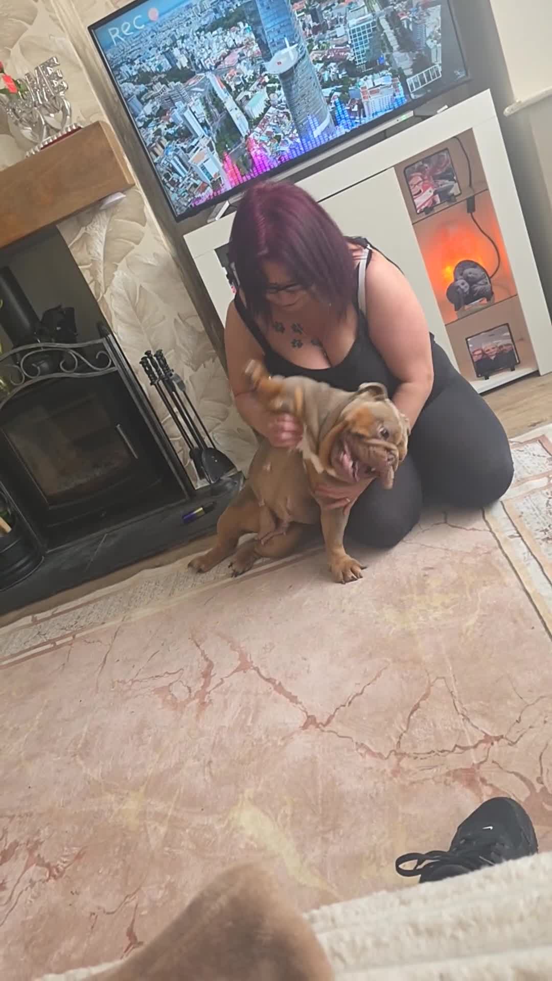 English Bulldog dogs for sale: British bulldog girl  - Video 1