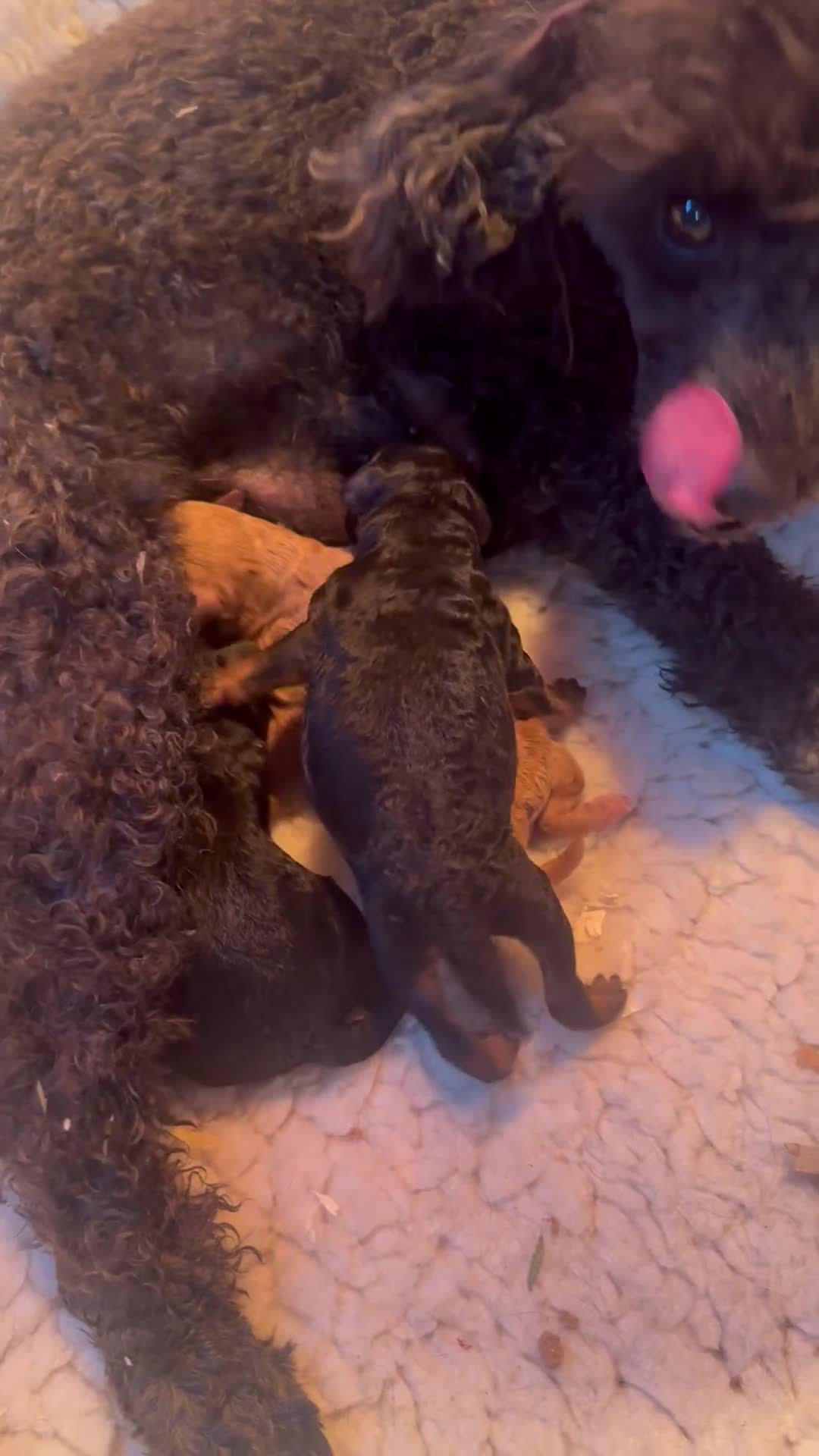 Miniature Poodle dogs for sale: Wow 🤩 how stunning  - Video 2