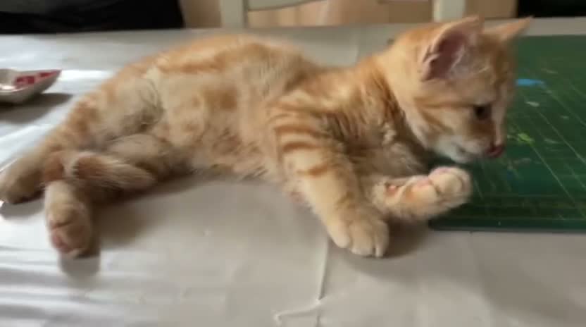 Mixed Breed cats for sale: Two female ginger tabby kittens  - Video 1