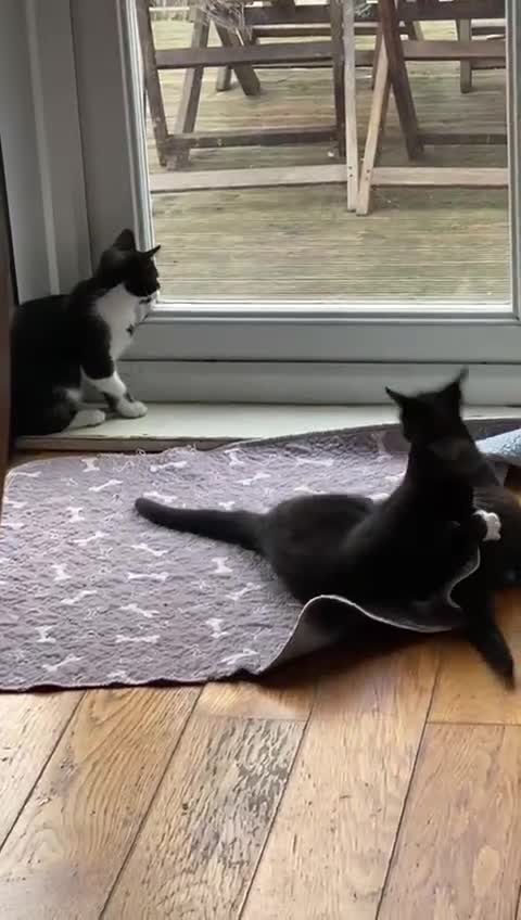 Mixed Breed cats for sale: 2 boys 1 girl left (free) - Video 4