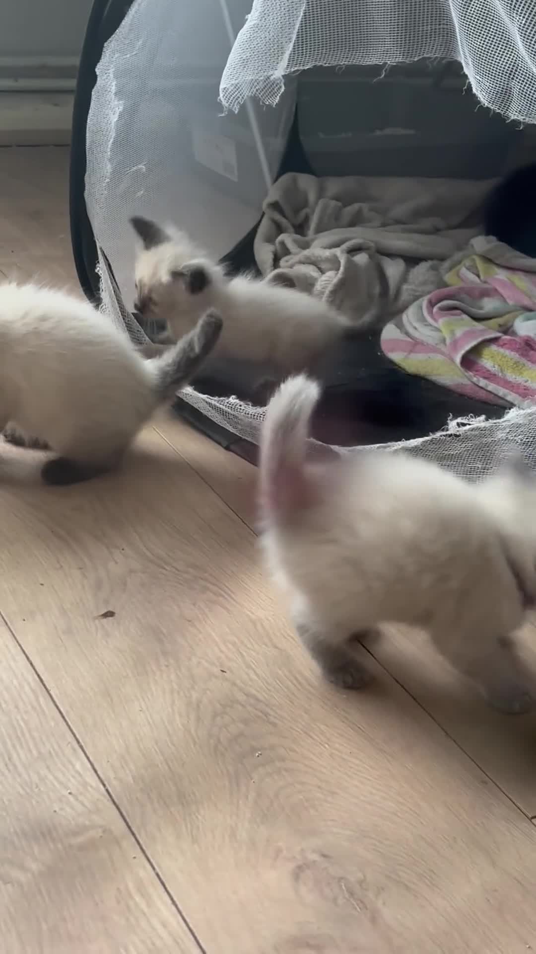 Ragdoll cats for sale: Gorgeous male ragdoll kittens  - Video 2