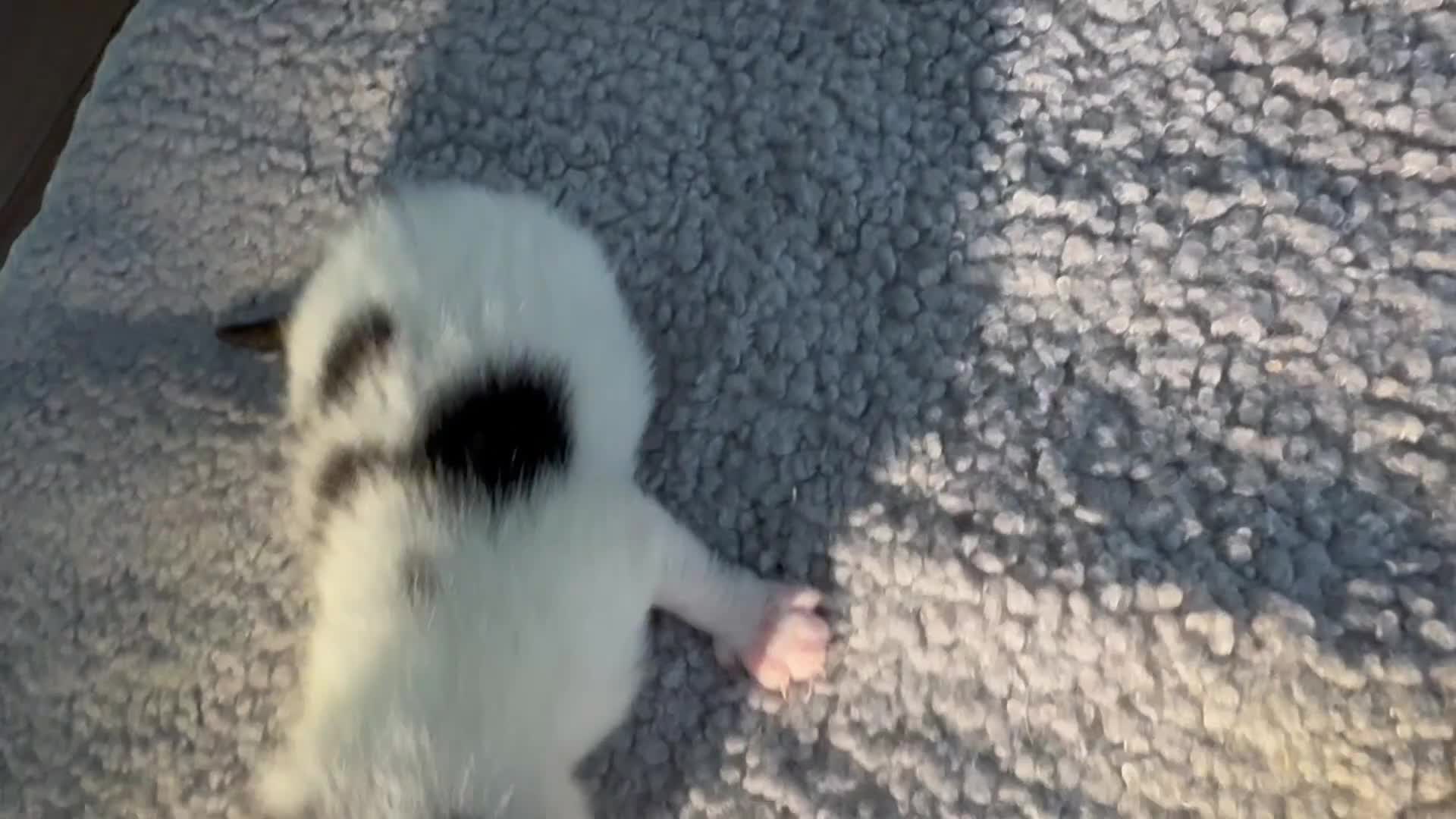 Siamese cats for sale: Siamese stunners  - Video 4