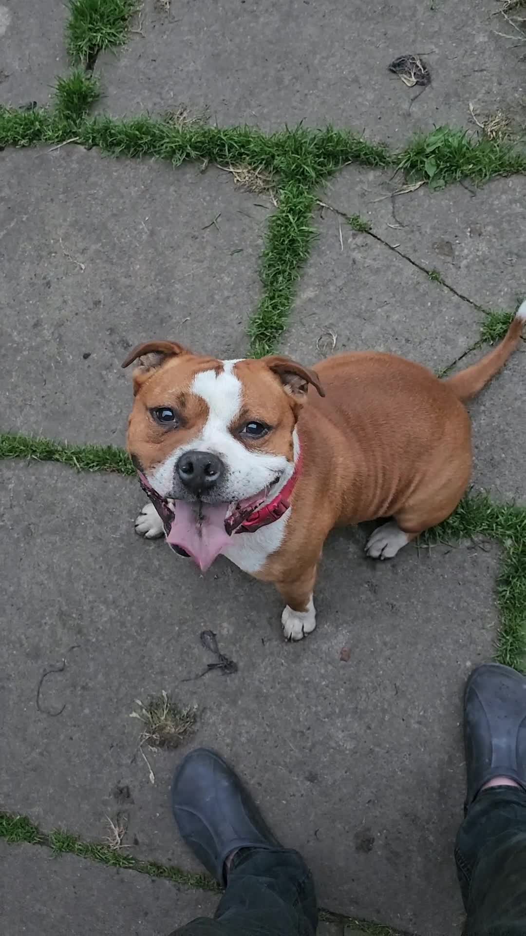 Staffordshire Bull Terrier dogs for stud: 🥨ZEUS PIED PERFECTION 🥨 COI 2.1% in Rochdale - Video 5